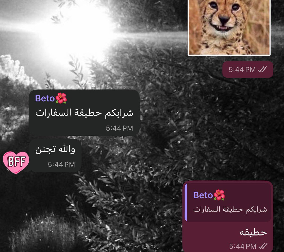 maybeEnding's tweet image. ياصلام صلم حطيقة