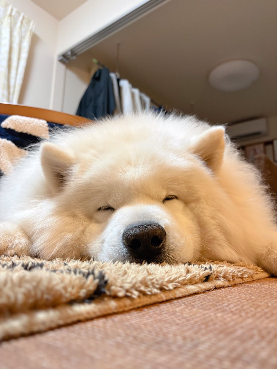 サモエドのサニー (@samoyedsunny) / Posts / X