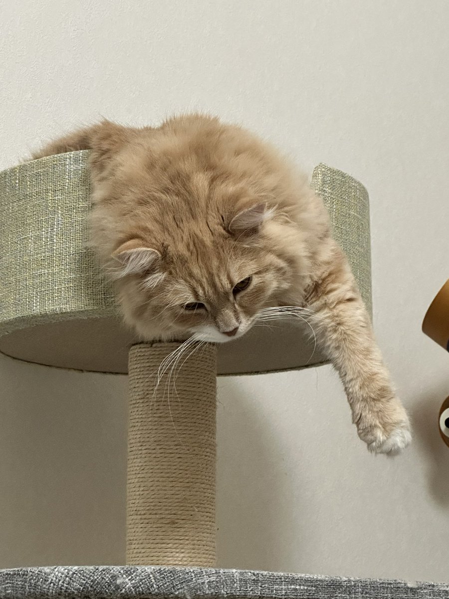 見てると肺が苦しくなる寝相…