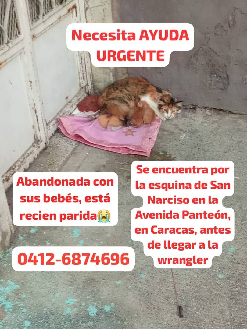 Esta familia gatuna necesita un hogar temporal URGENTE, Caracas Av. Panteón