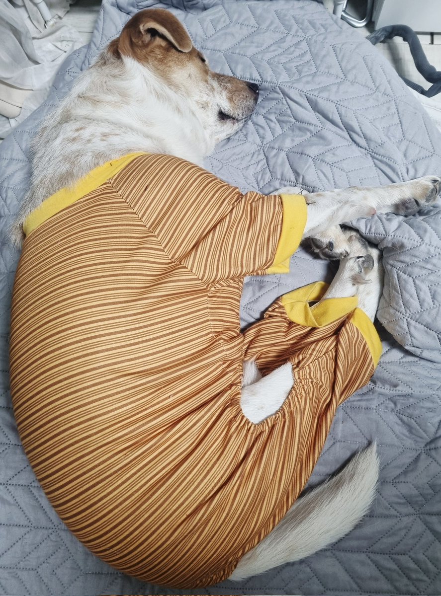 너무 기분 좋게 자는 왕만두
요즘 제일 부러워요
나도 자고 싶다(일해야 함)

#가족찾는마일로