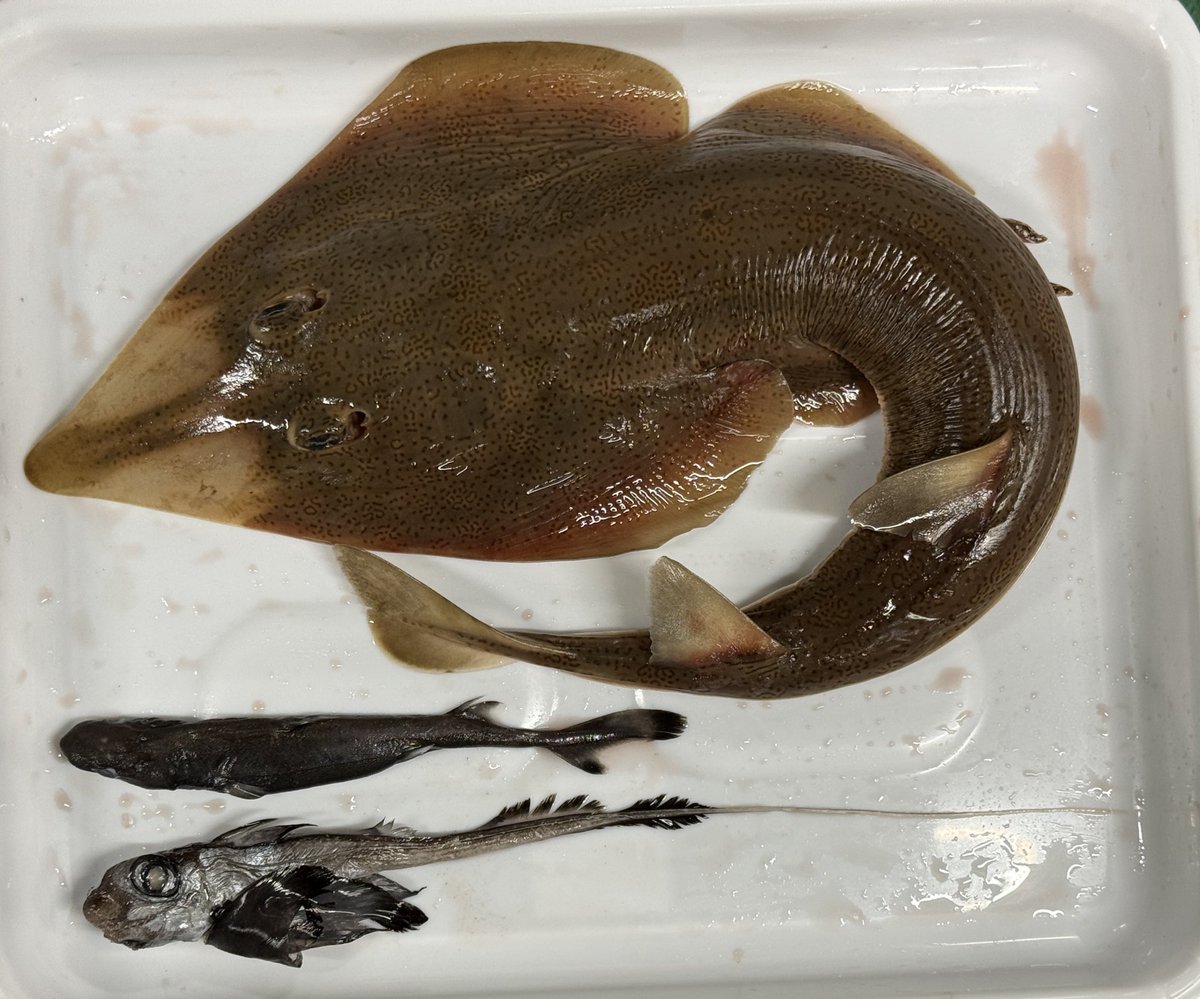 都市大古生物研 tweet media