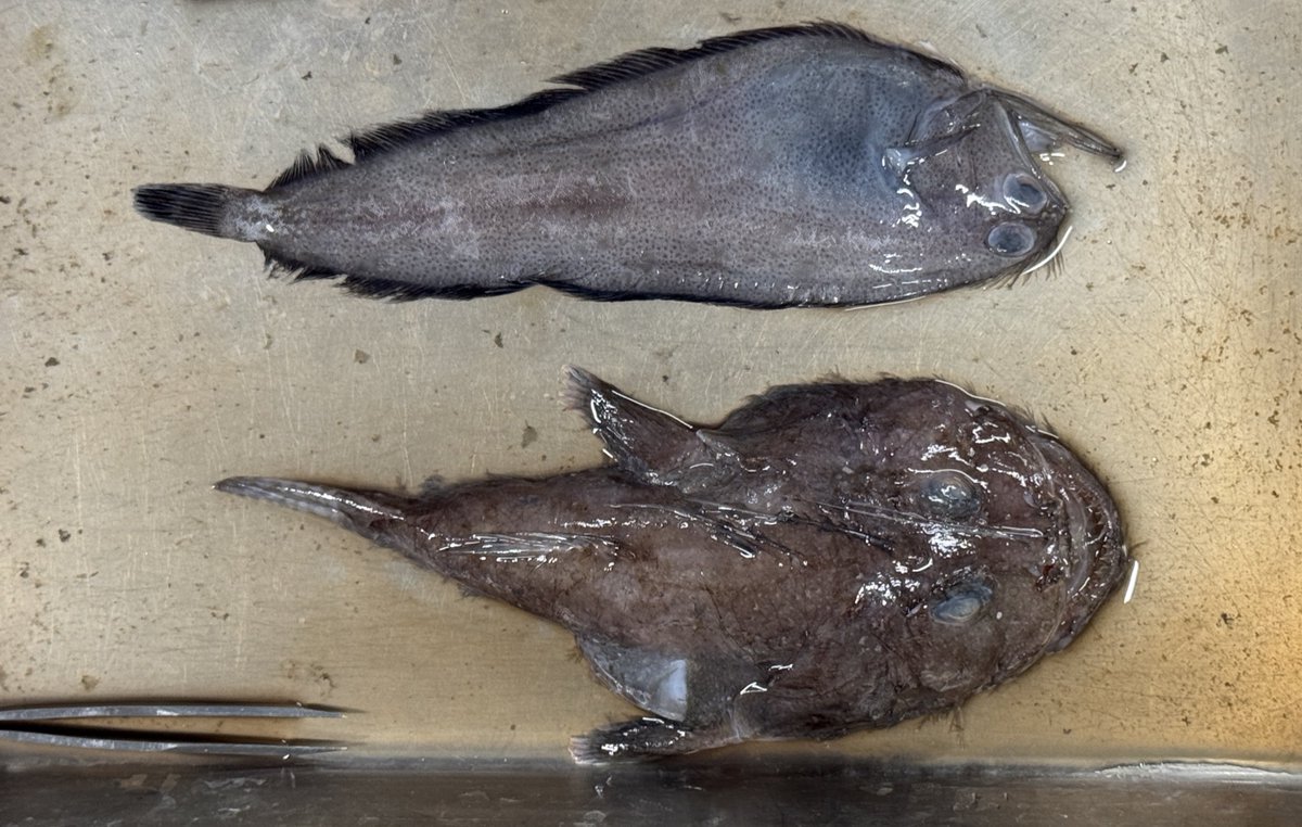 都市大古生物研 tweet media