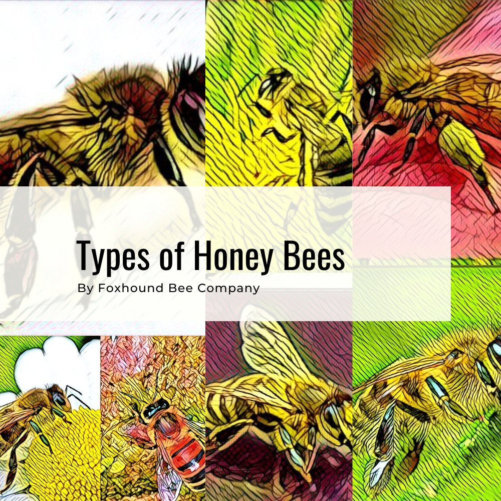 FoxhoundBeeCo's tweet image. Did you know there are several types of honey bees, each with their own traits and strengths?
 
Learn more about the different types of bees in this blog post: bit.ly/3OIDzOX   

#foxhoundbeeco #beekeeping #beekeepingtips #beefacts #beeblog #beekeepingblog