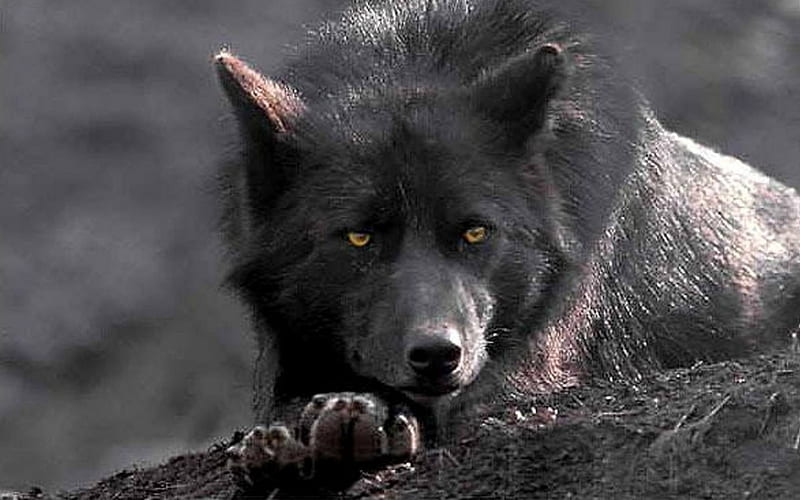 Emergency Wolf tweet media