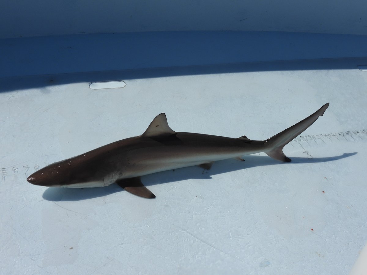 The migration of marine species is a vital part of their life history. In 2015, the Smithsonian started the "Movement of Life Initiative" to track the movement of various aquatic species on the East Coast.

Learn more ➡️ fishsens.com/tracking-the-m…

PC Emily Anderson

<a href="/SmithsonianEnv/">SmithsonianEnv</a>