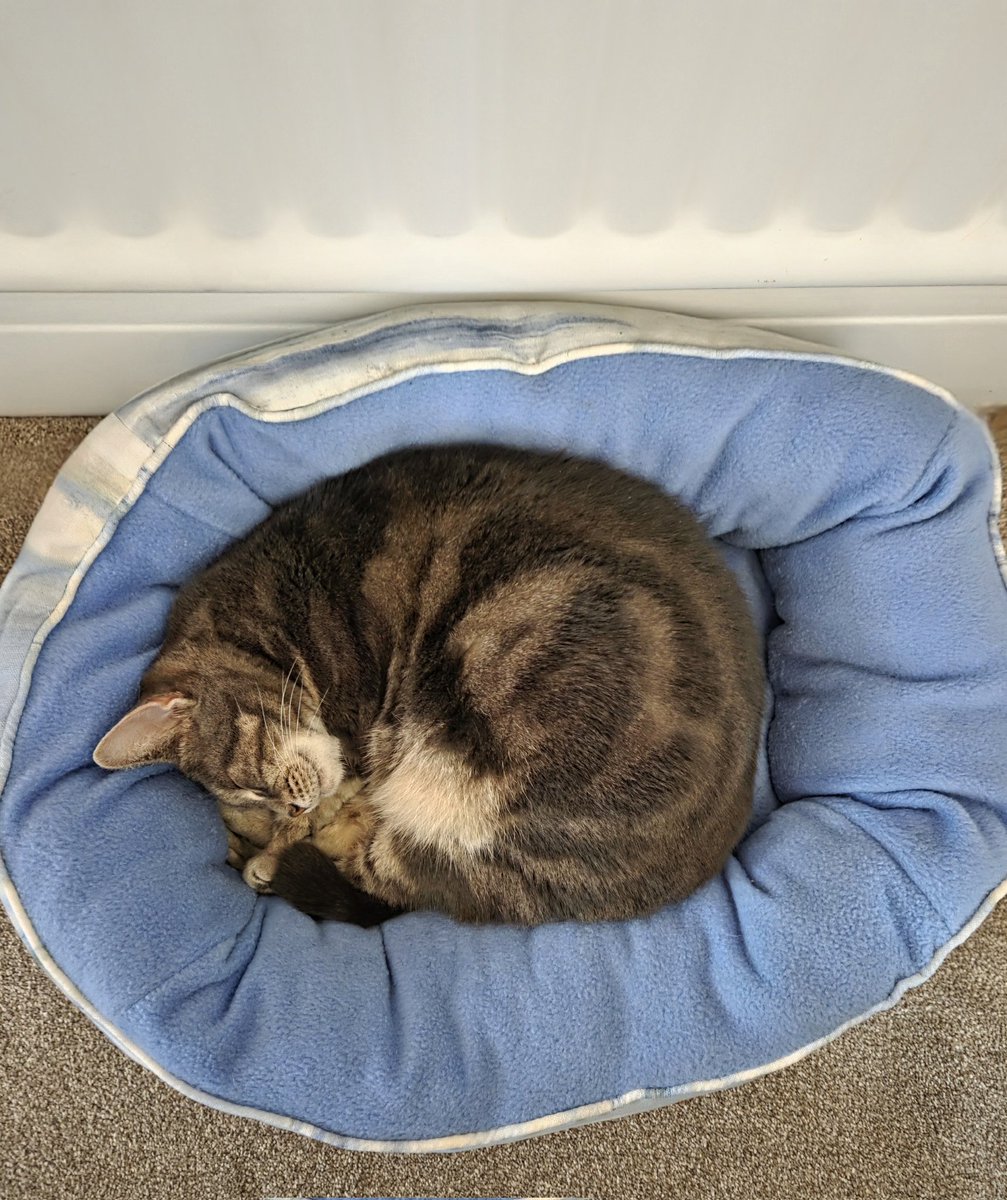 It's furry chilly in #Derbados today so I'm staying in my blue donut bed. Stay warm pals 💤
#Peanut #TabbyTuesday #CatsOfX #CatsOfTwitter