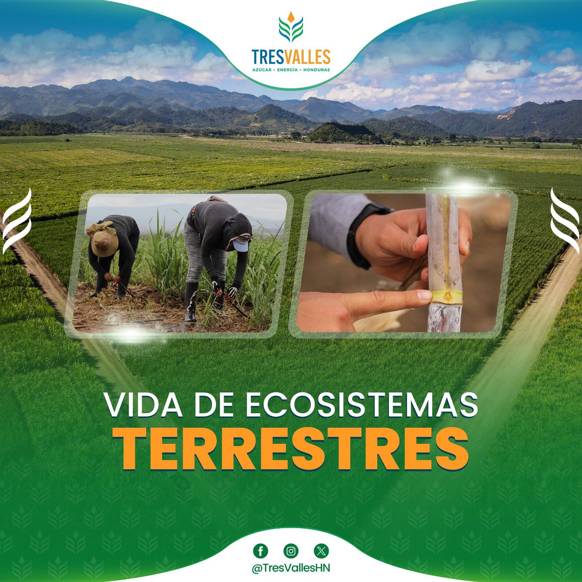 tresvalleshn's tweet photo. 🗣️🌱Nuestras prácticas productivas están orientadas a la protección del suelo y la conservación del entorno natural. Trabajamos bajo un enfoque de respeto a los ecosistemas terrestres, promoviendo un manejo agrícola responsable que garantice la sostenibilidad del campo.🚛🍃
. https://t.co/4p6Jz0gN1A