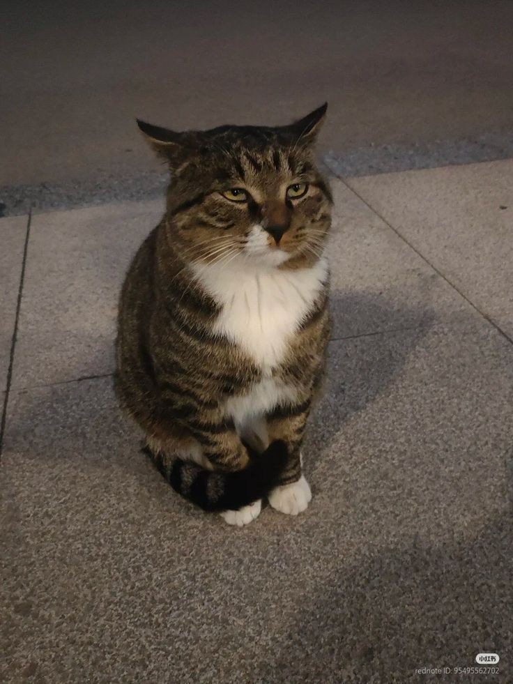 No Context Cats tweet media