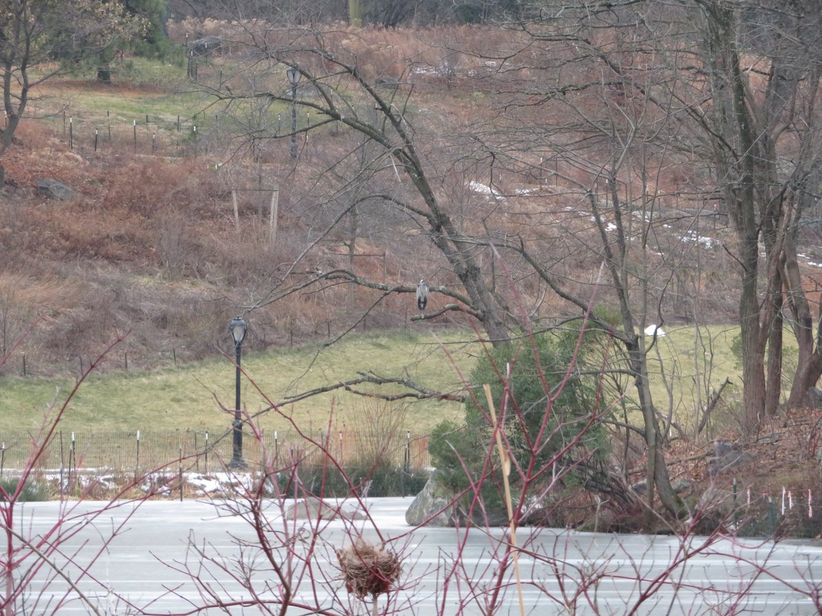 Fabhattan's tweet photo. Walked over to #themeer this morning and quickly spotted a #greatblueheron sitting out on the little island. Then spotted another GBH out on the ice. #birdcpp #centralparkbirding https://t.co/9tT5TbMPWX