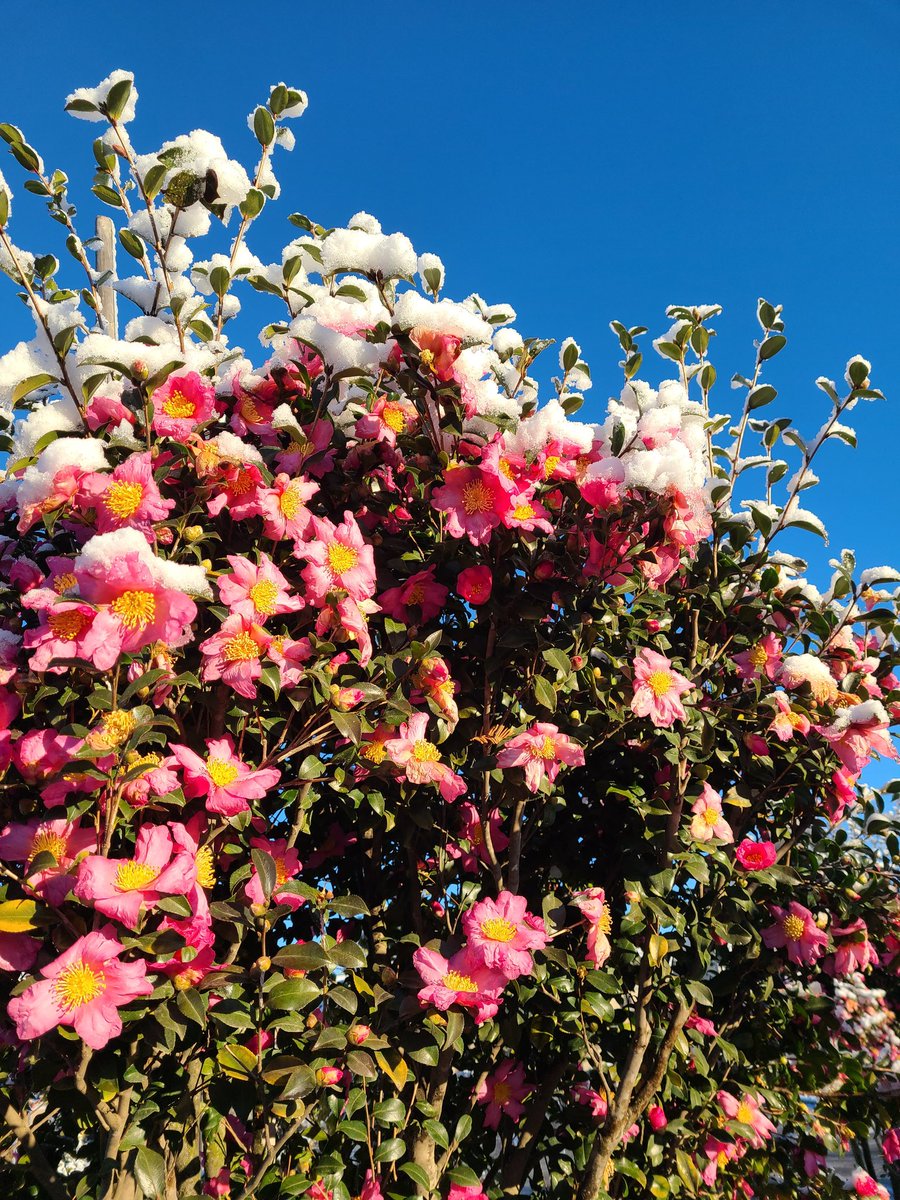 Post by ろぷのーる🇯🇵 on X: 雪椿