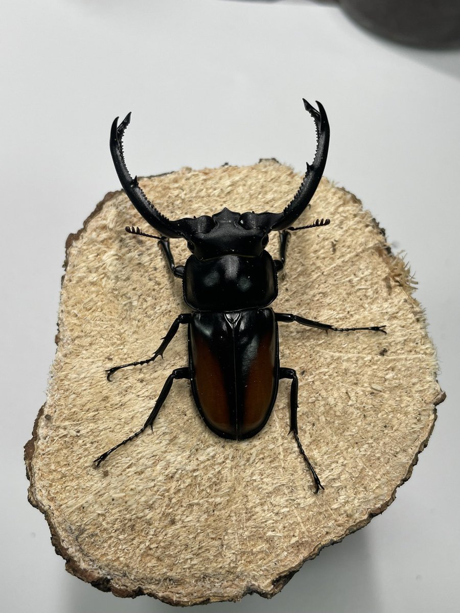 けん (@Macrocrates_64) / Posts and Replies / X