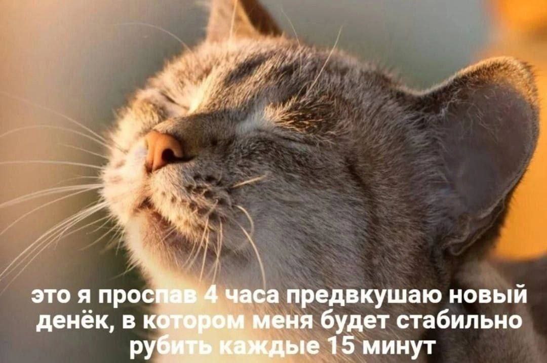 cats, i love cats (@catsilcats) on Twitter photo 