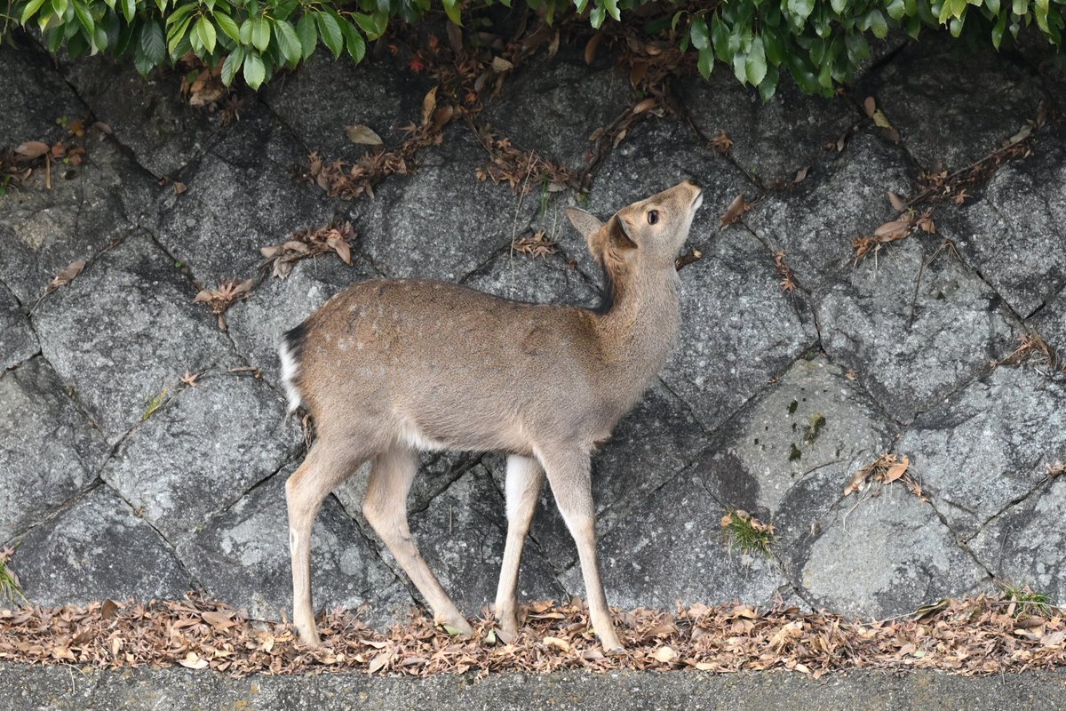 京都 宝ヶ池付近で暮らす子鹿です🦌

ただ普通に生きてるだけですが京都市はこんな子鹿も容赦なく殺します💢皆殺し計画です💢

松井 京都市長 殿
シカ全頭殺処分の即刻撤回を求めます‼️

✍️殺処分反対署名はこちらから
c.org/Xm8ntkb76h
✍️公文書公開請求
 is.gd/V8rf1z