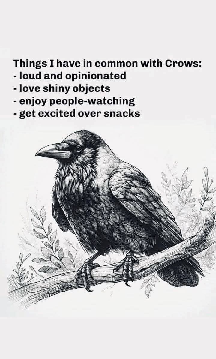 allaboutcrows's tweet image. 