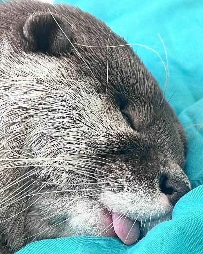 Funny Otters tweet media