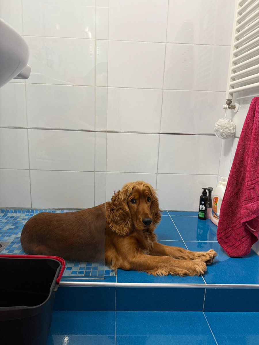 Simba the cocker tweet media