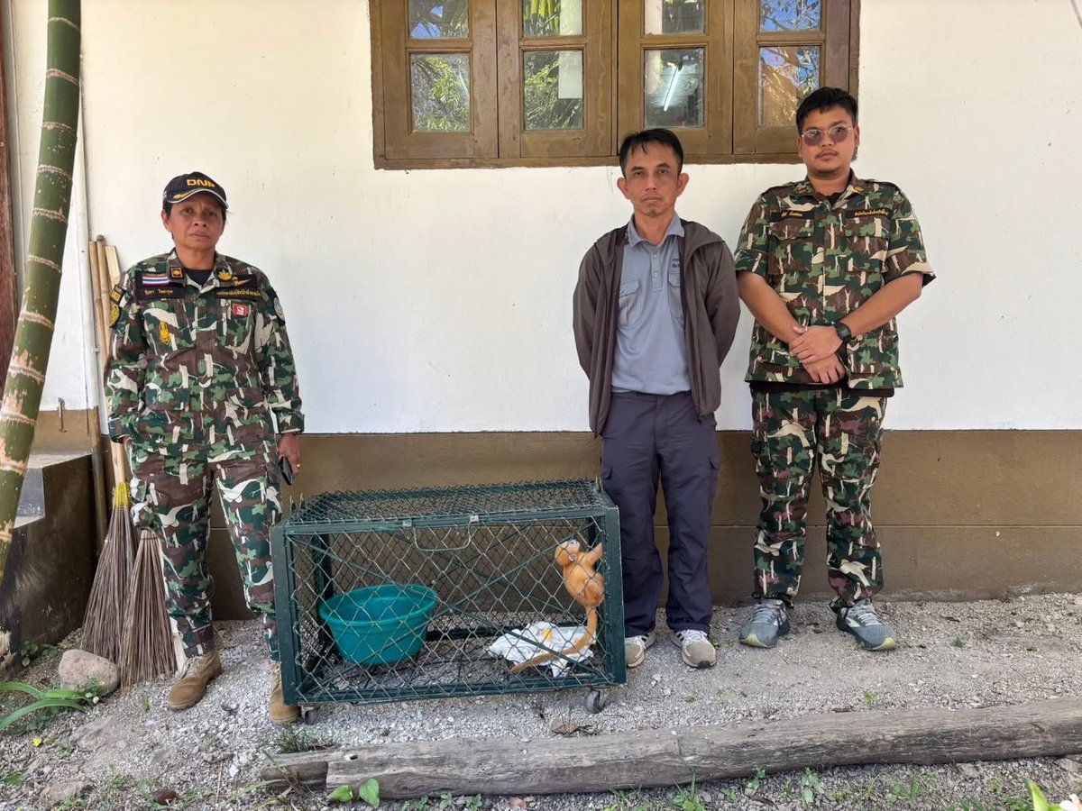 pr_prdnp's tweet image. พบ "ค่าง" พลัดหลง 1 ตัว ที่อุ้มผาง จ.ตาก! 🐒 เจ้าหน้าที่ สบอ.14 (ตาก)  ลงพื้นที่ช่วยเหลือทันทีหลังรับแจ้งผ่านสายด่วน 1362 โดยอยู่ระหว่างพักฟื้นและประเมินสุขภาพ เพื่อเตรียมส่งมอบสถานีเพาะเลี้ยงสัตว์ป่าดูแลต่อไป 🍃 #ช่วยเหลือสัตว์ป่า #1362 #ตาก #ค่าง #สัตว์ป่าพลัดหลง