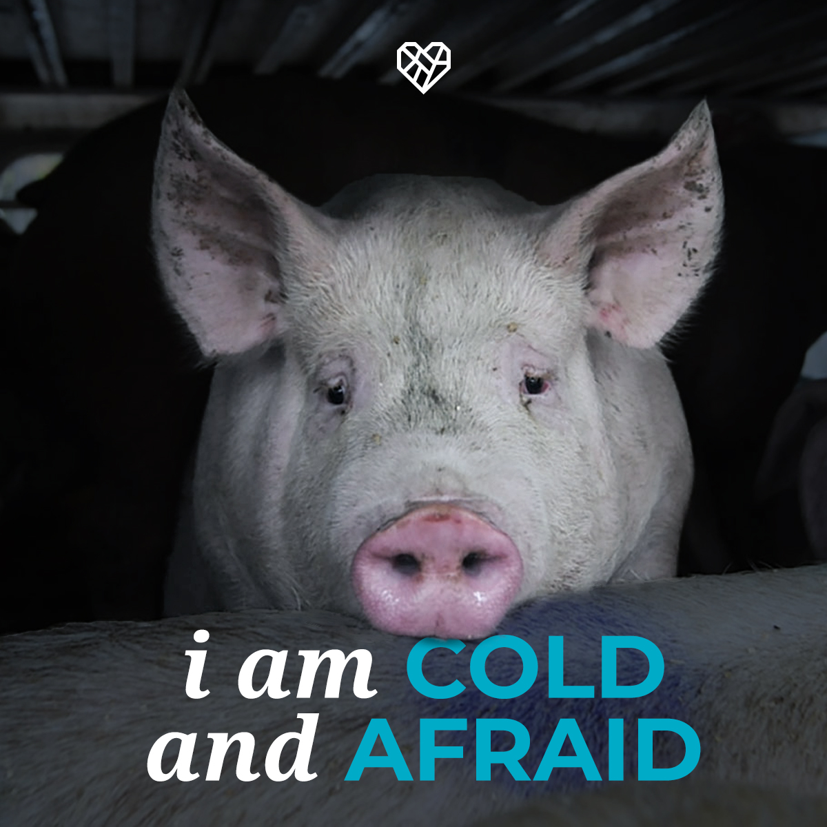 In the winter, countless farmed animals suffer through freezing temperatures and brutal conditions on transport trucks 💔