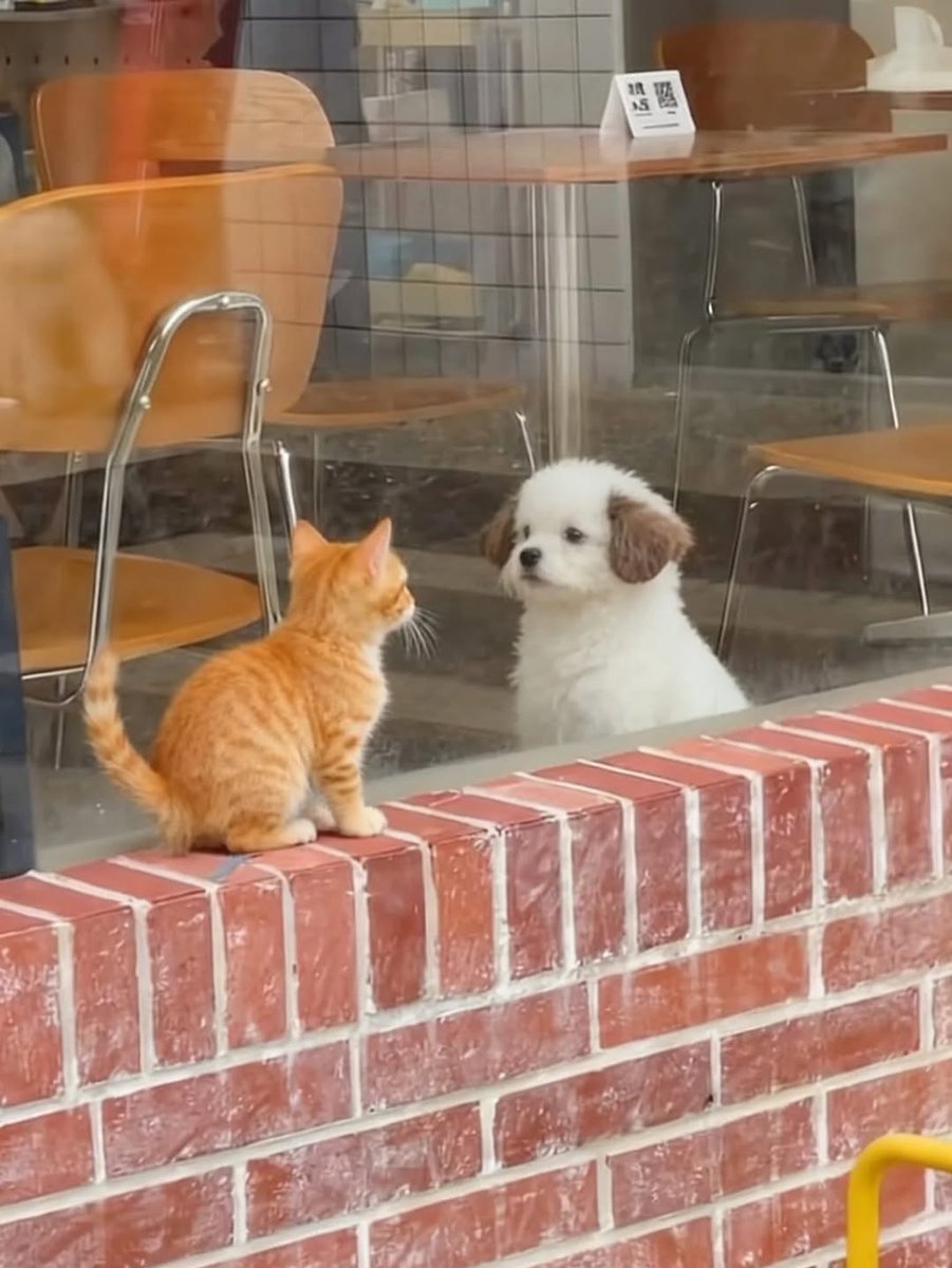 Catsillyness's tweet image. "Hey, wanna be friends?"

"Okay!"