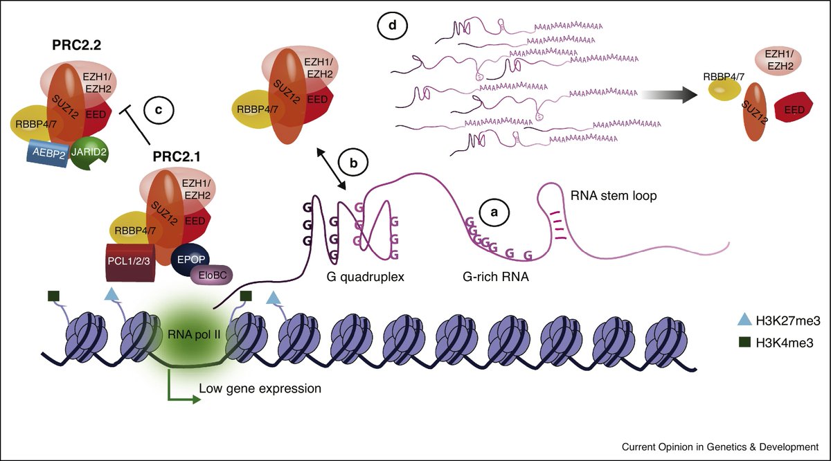 MarcosArrut's tweet image. Cellular youth is not lost: it is epigenetically repressed. And everything that is repressed in biology can be released.
That's what we're working on.

That's all.
