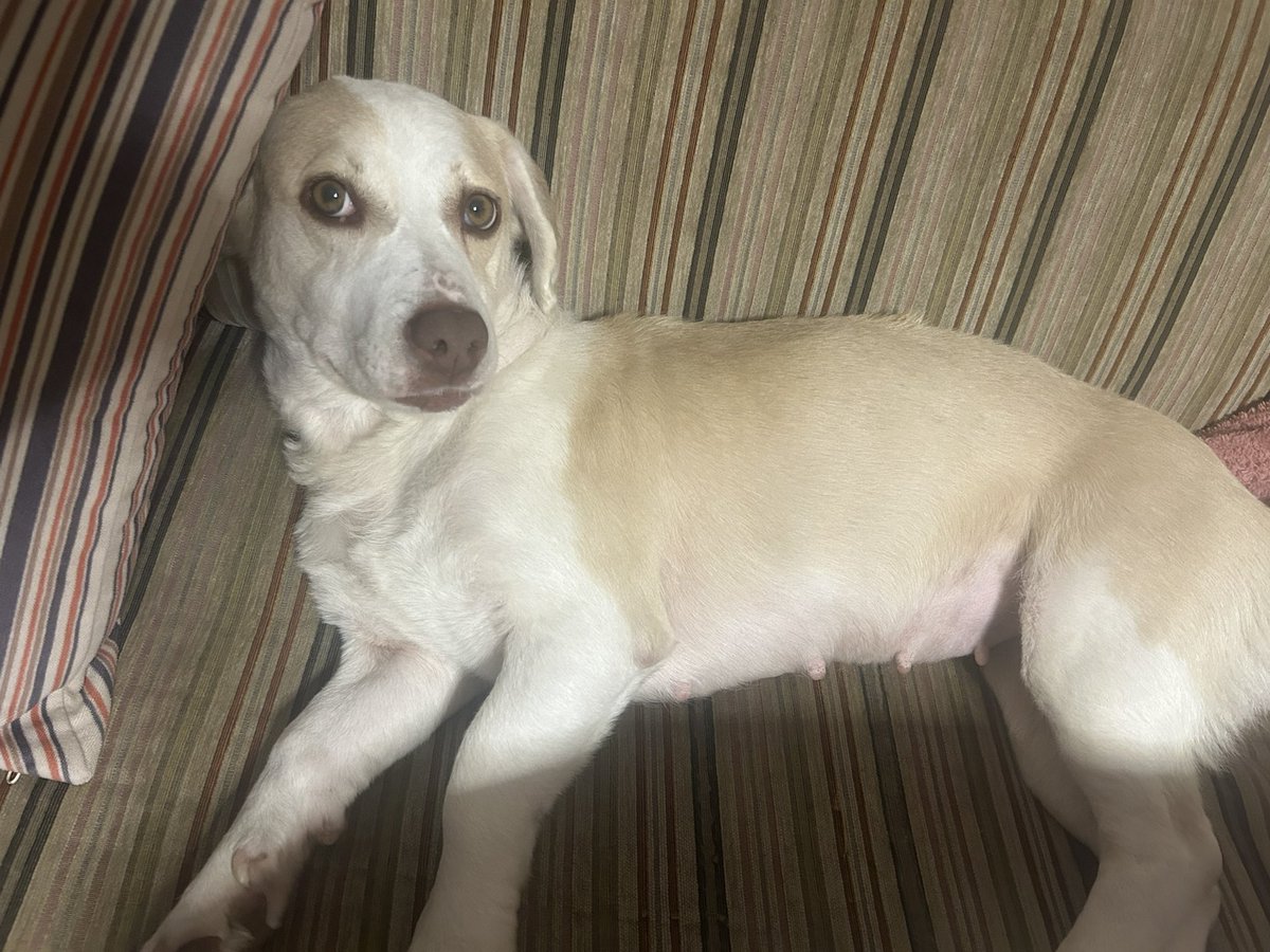 Köpeğim Sunny sarıyerde kayboldu çipi var Sarıyer Fatih Sultan Mehmet Mh. Görülmüş en son. Lütfen gören duyan ya da oranın gönüllüsü olan varsa yardımcı olsun 

<a href="/omer_art9/">Ömer</a> <a href="/minkominkom/">Murat K.</a> <a href="/bendogurdum/">🪼Denizanası 🪼</a> <a href="/Badiko_/">Badiko</a> <a href="/mirarosee777/">seliyn🥀</a>