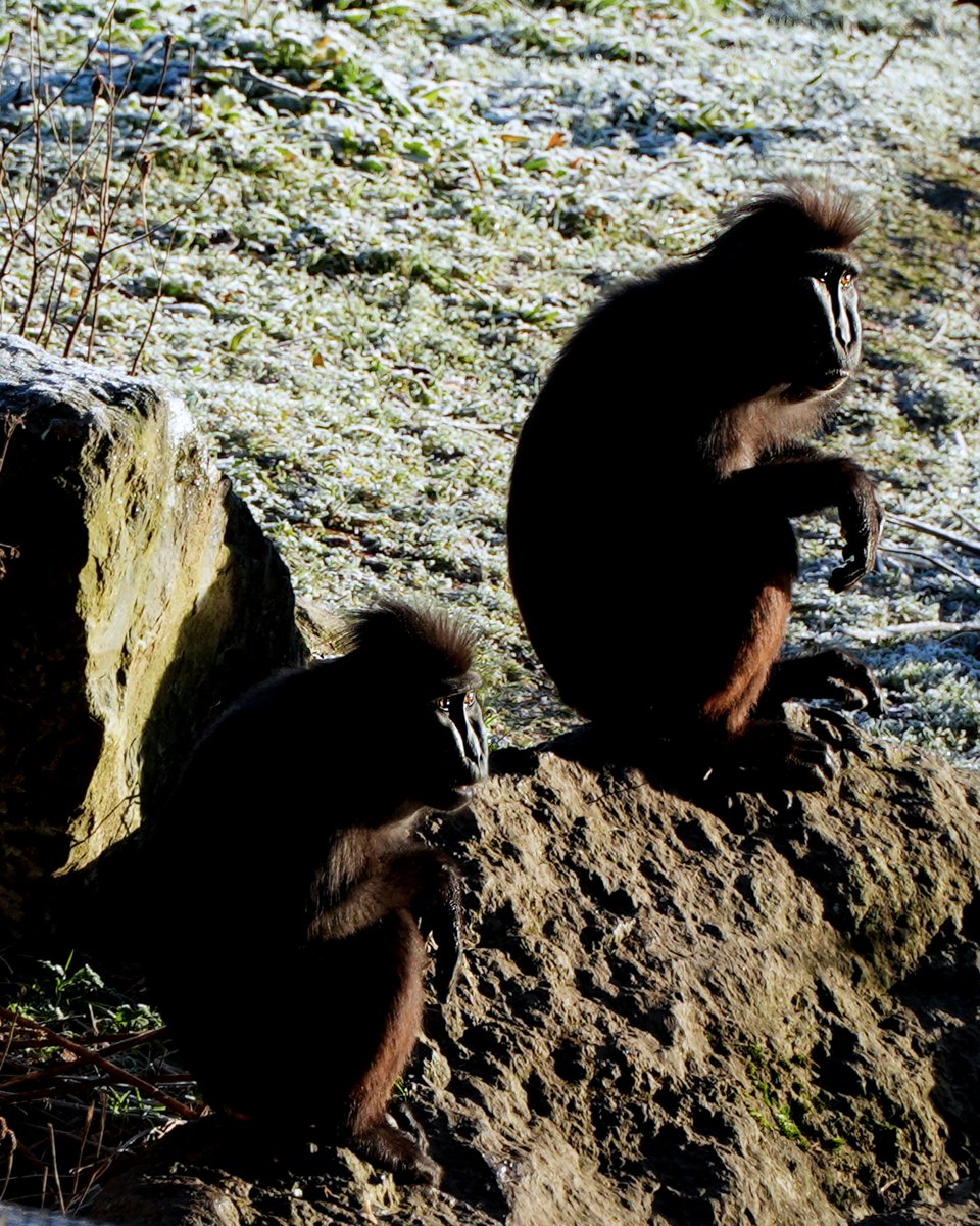Dublin Zoo tweet media