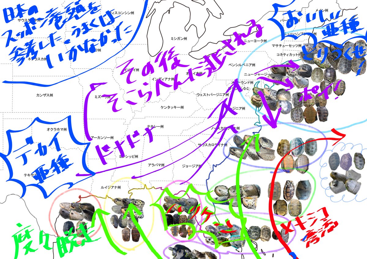highbork's tweet photo. ダイヤモンドバックテラピンの各亜種を地域ごと総当たりで表現形質をまとめてみました。素人調べで査読下読みされてませんが何かの参考になりましたら幸いです。
Xのクソ画質を憎みます。

ご自身のテラピンの特徴を当てはめてルーツを探してみるのも面白いかもネ
個体画像はiNaturalist参照です https://t.co/VK1GYc1ycl