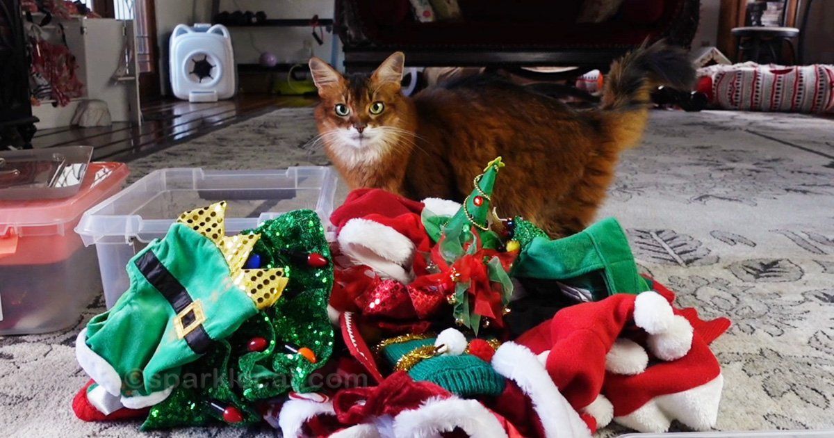 sparklecat's tweet image. The last thing that needed to be put away after the holidays was my wardrobe! And that was a pretty big job. You can see just how big it was here: buff.ly/nY4kGjp #catlife #catmodel