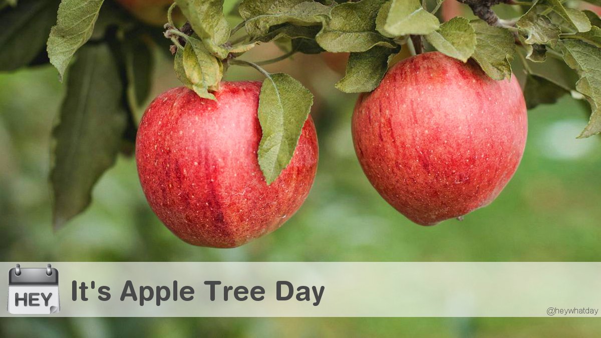 HeyWhatDay's tweet image. It's Apple Tree Day! 
#AppleTreeDay #NationalAppleTreeDay #AppleTree