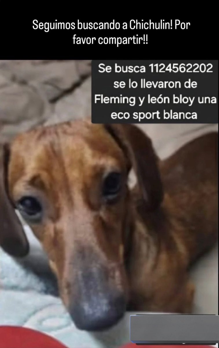 Ayer después de mucha difusión devolvieron a “Oli”, ahora ayudemos a <a href="/camigtf/">camu</a> a encontrar a Chinchulín🙏🏻
Se lo llevaron un hombre y una mujer el 19/12/2025 de #Fleming y #LeonBloy , #Ituzaingó .
#Recompensa #PerroSalchicha #Robado en una  EcoSport  blanca.
RT ♾️🙏🏻