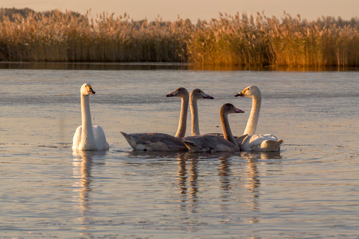 おはようございます☀️ 黒竜江・杜爾伯特で、南へ旅立つ前の小さな