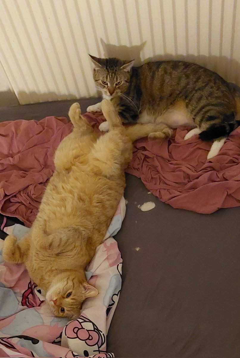 Die K13 katzis felix-zapata und käsekitty genießen "ihr Bett " an der warmen Heizung 🫶🫶🫶🫶♥️♥️♥️