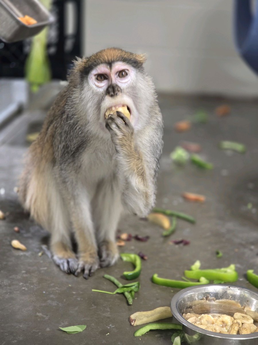 Topeka Zoo tweet media