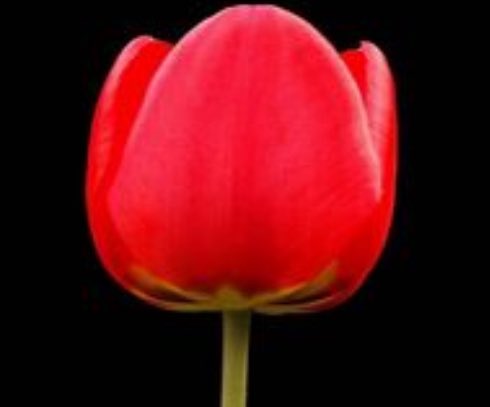 #MehmedFetihlerSultanı