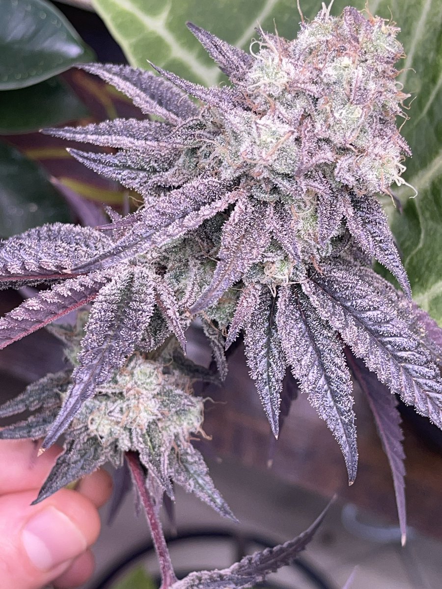 Irvine Seed Company tweet media