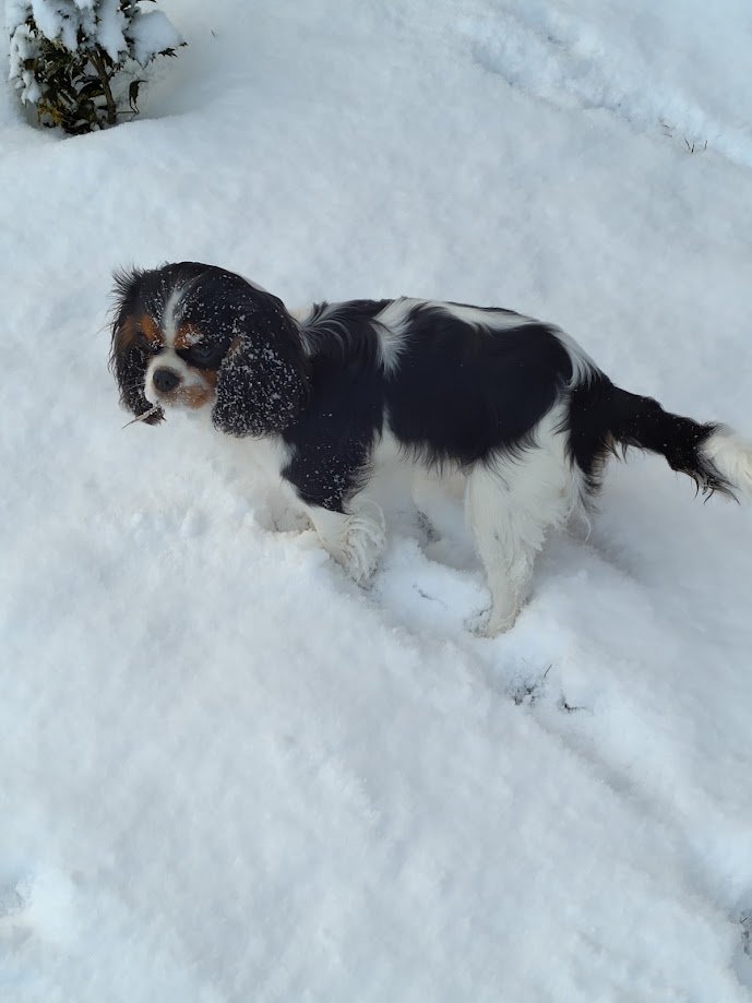 Quand on aime la neige...... Arya chien d'extérieur!!!!
elle est en pleine forme et elle adore ce temps!!!!!