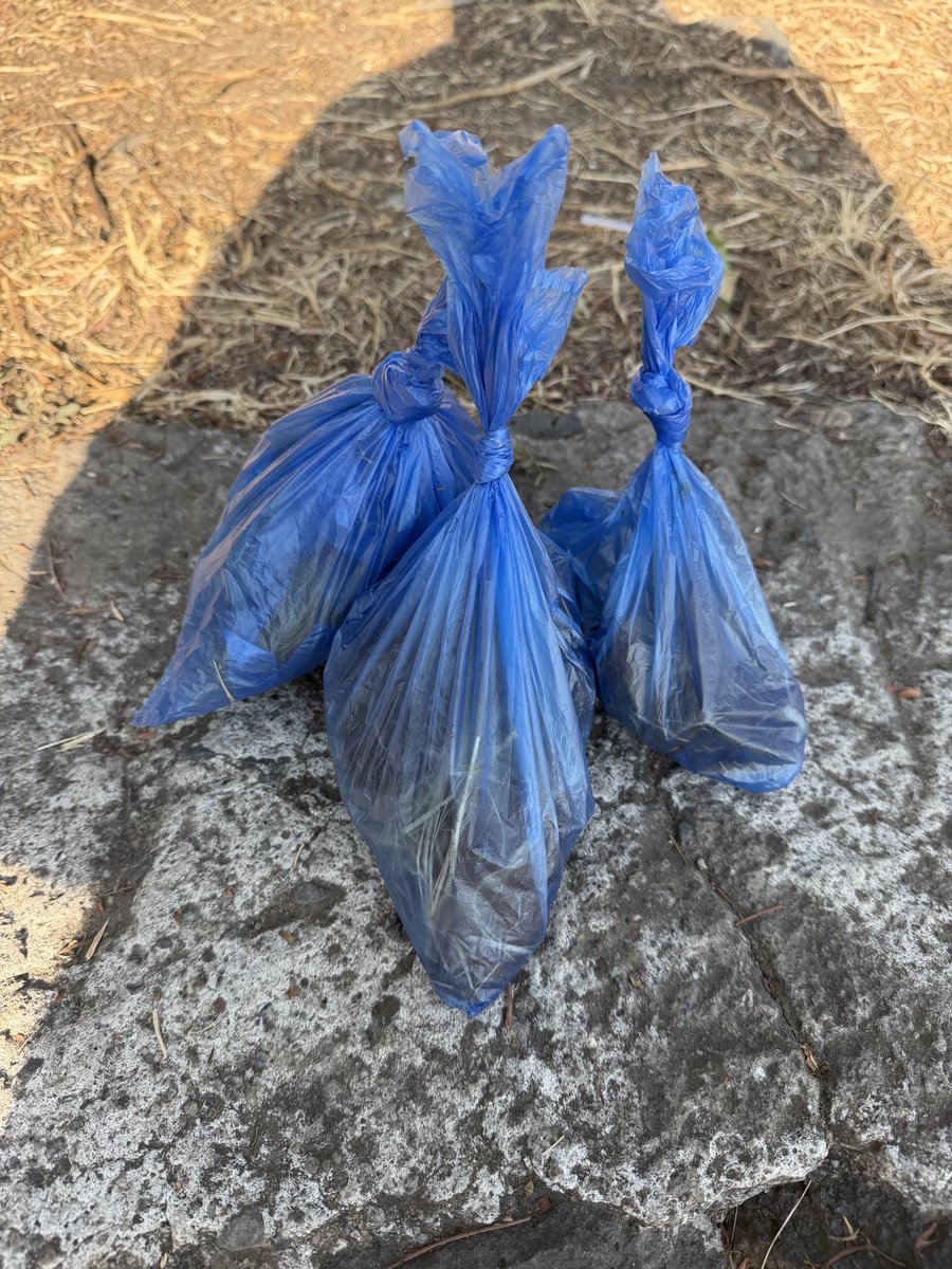 Salí a pasear a mi perro y terminé levantando kilos de 💩 de otros perros en un parque donde seguramente no tardan a salir a jugar niños 💆🏽‍♀️ Si tienes perro levanta su 💩 🙏🏼