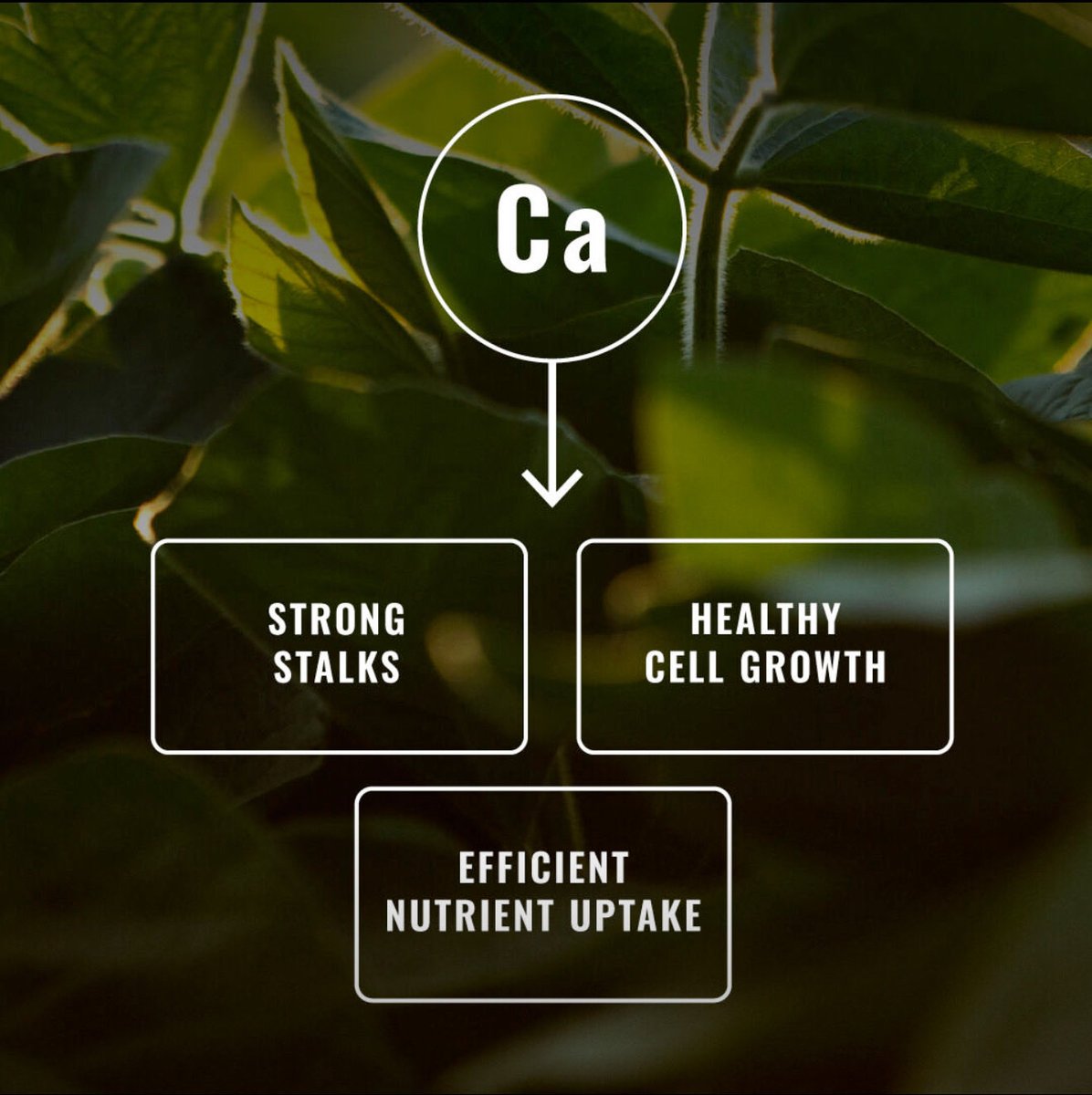 Taurus Ag tweet media