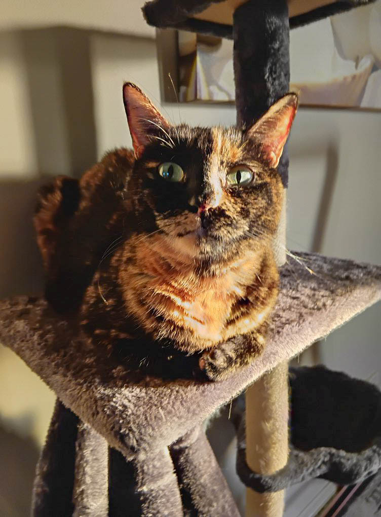 _ViralCats_'s tweet photo. Gayle enjoying the new cat tree. 🐾❤️
Photo by Lea Lawrie.
#cutecats #cats #cat #catphotos #pets #ViralCats #adorablecat #kitty #cute https://t.co/6fEeNRSxyP