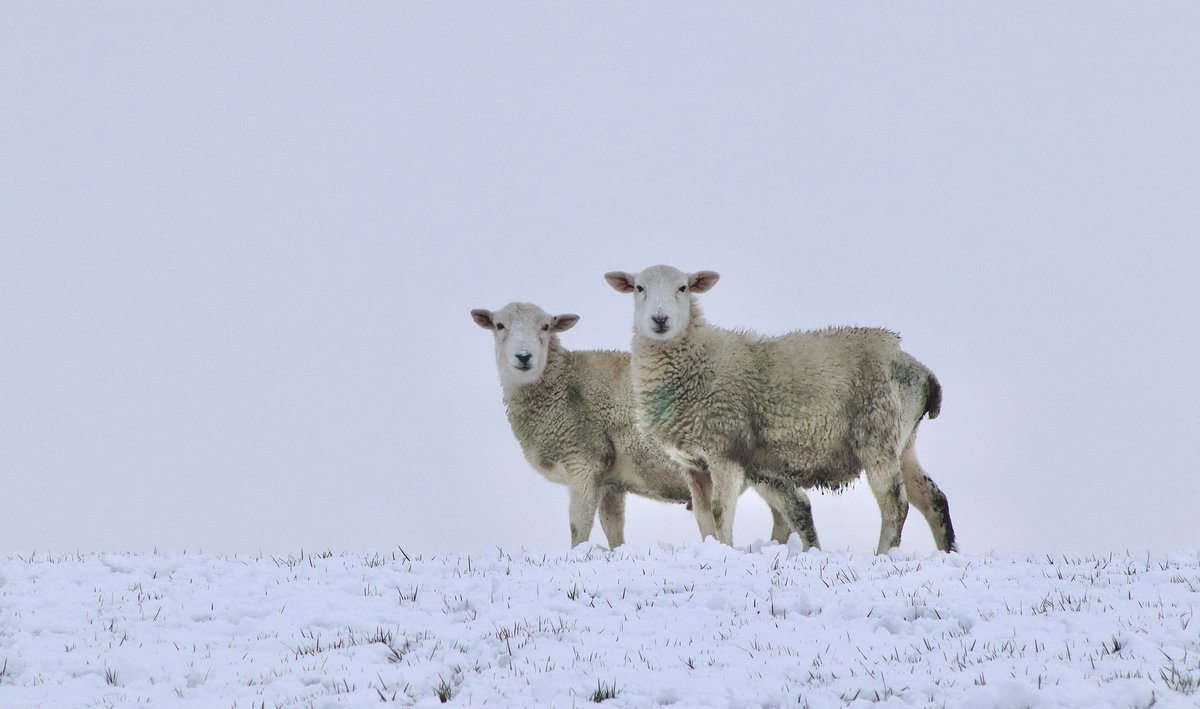 Edel Mairs tweet media