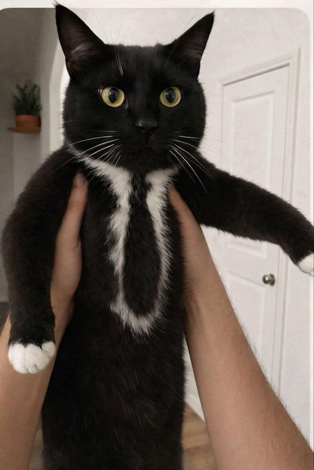 Victoria145654's tweet photo. What would you name him? 😂 https://t.co/BhZythKN0F