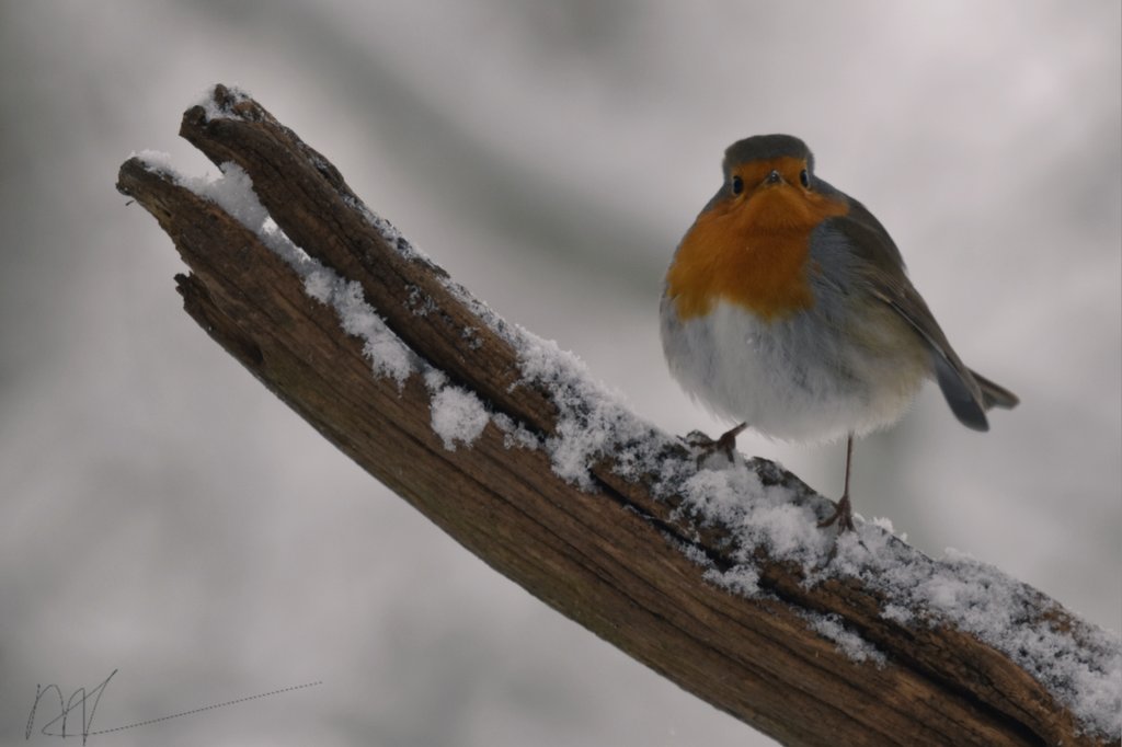 I see you 😉

#ROBIN ❤️