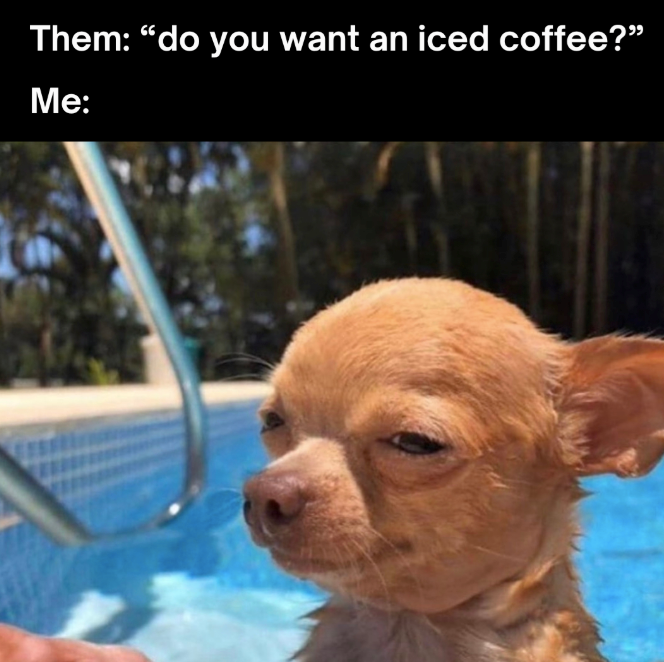 CCSleeves's tweet image. #icedcoffee #coffee #dogs #chihuahuas #pool #coffeememe #icedcoffeememe #giveme #yes #moreicedcoffee