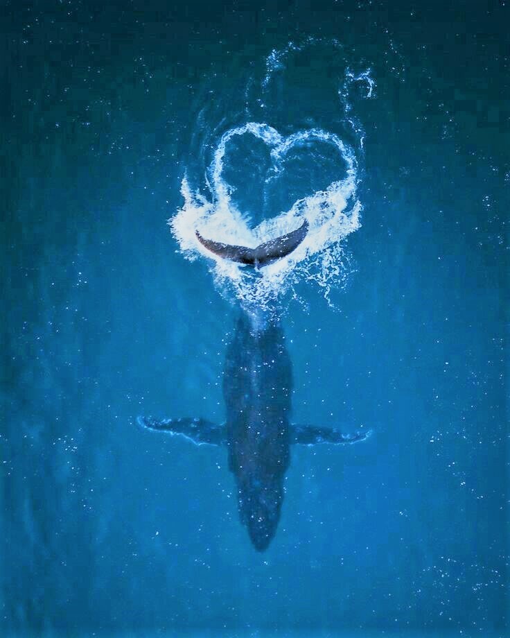 mer51222's tweet image. May
the Love
Be
With You my friends  🌊🩵🌊