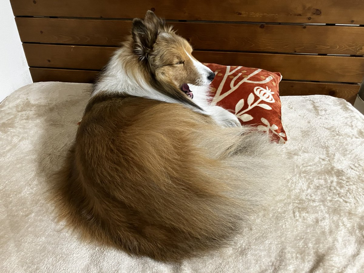 床で寝てるスピカに一緒に寝てくれるようお願いしたところ、この位置を取られました。
さて、人間はどこで寝るべきでしょうか、、