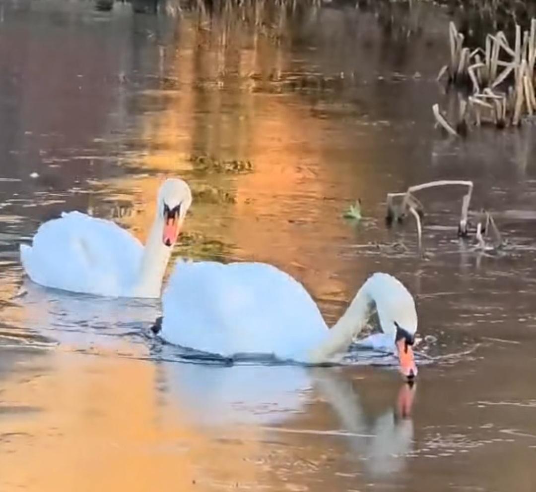 Swans breaking the ice so they can swim 😁😁