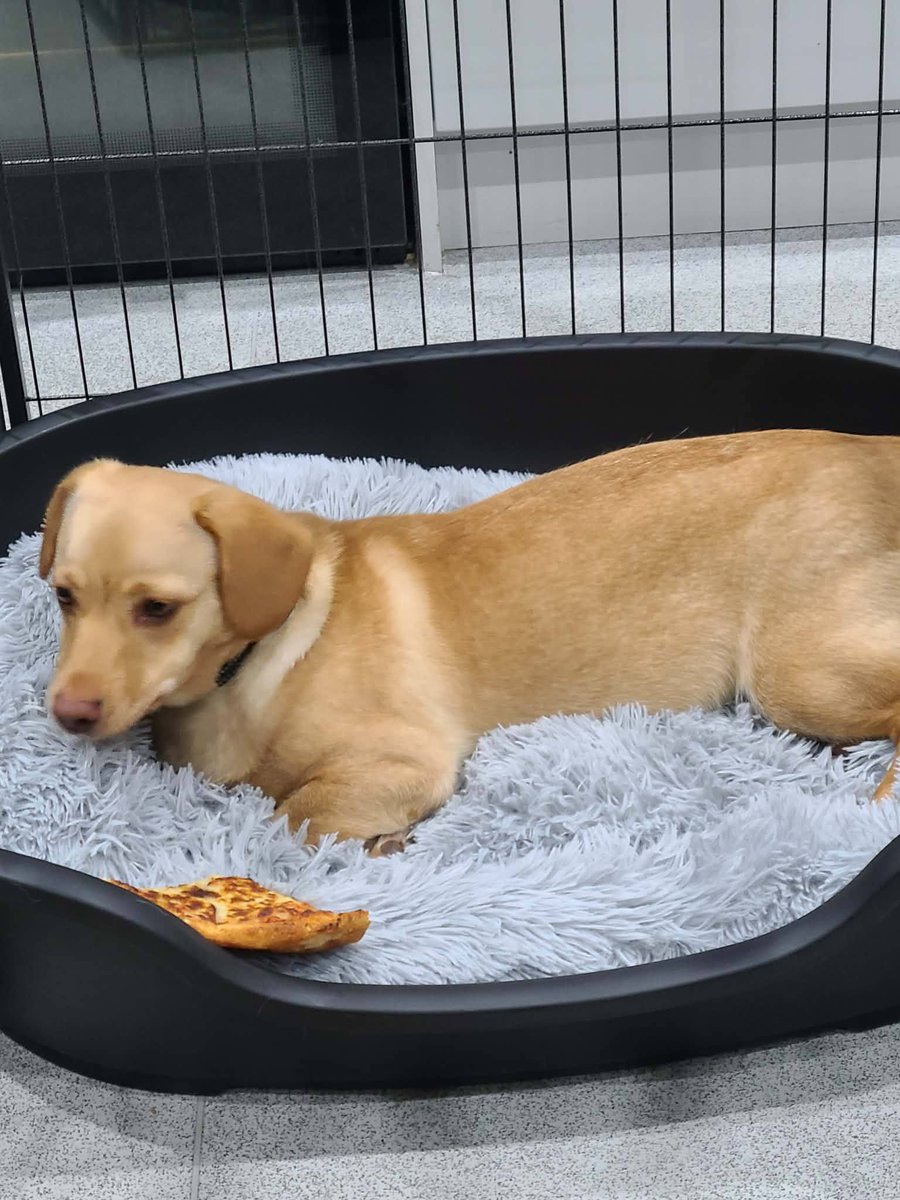 rescuedoggypaws's tweet photo. Shelley is in foster in #GreaterManchester
She's been having a great time with her lovely foster who says
"Shelley is 100% good to go. She's loving, beautiful and very clever. Toilet training is 90% done, something she has taken too very quickly
https://t.co/aHPMoUkTeQ
#Stockport https://t.co/B6vtfeoK8H