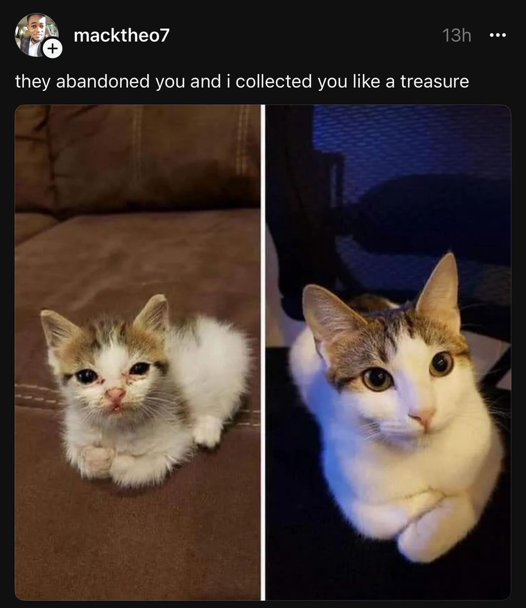 PunchingCat's tweet image. 