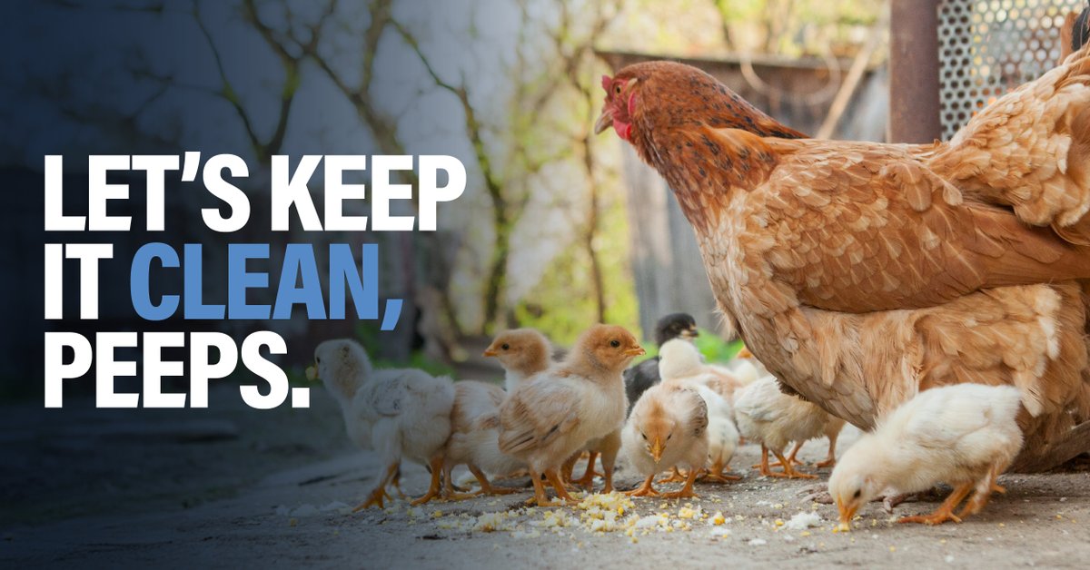 Defend the Flock tweet media